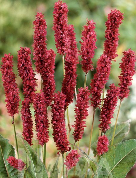 Bistorta amplexicaulis (Persicaria amplexicaulis) 'Fat Domino' Verikonnantatar